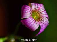 泗阳美蟹汇电子商务有限公司